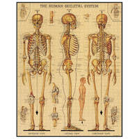 Skeletal System Vintage 1000pc Puzzle